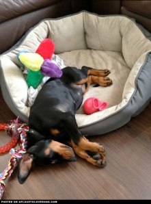 exhausted_doberman_puppy