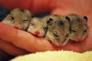 four baby chinese hamsters